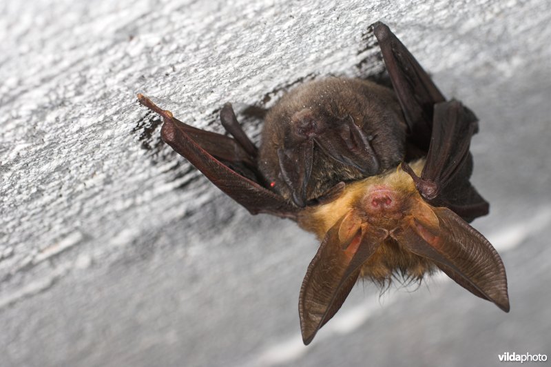 Mopsvleermuis en Grootoorvleermuis