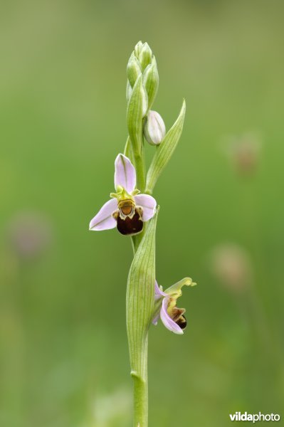 Bijenorchis