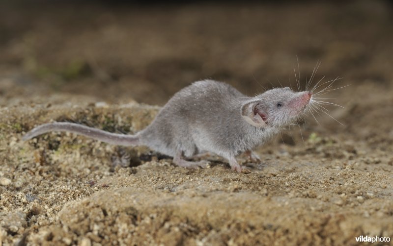 Wimperspitsmuis