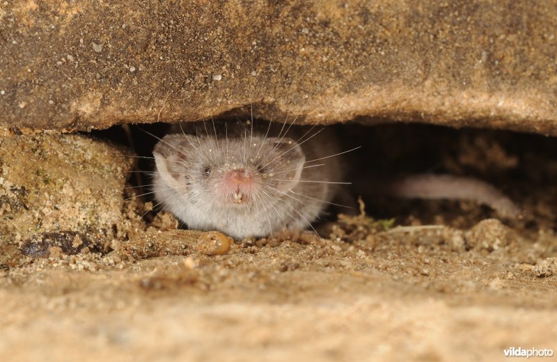 Wimperspitsmuis