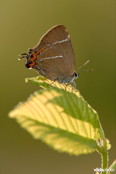 Vlinder in tegenlicht
