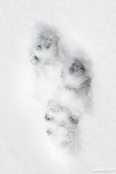 Sporen van steenmarter in sneeuw