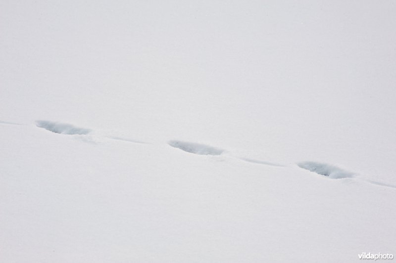 Sporen van steenmarter in sneeuw