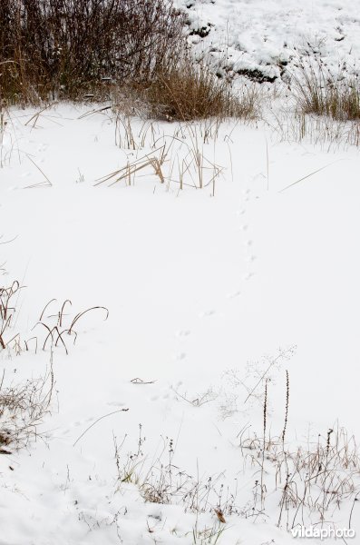 Sporen van steenmarter in sneeuw