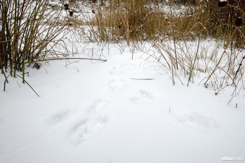 Sporen van steenmarter in sneeuw