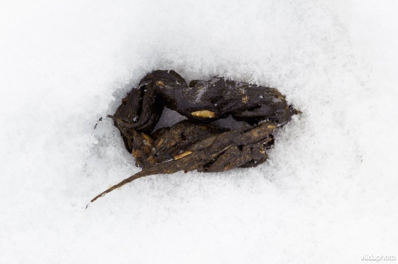 Sporen van steenmarter in sneeuw