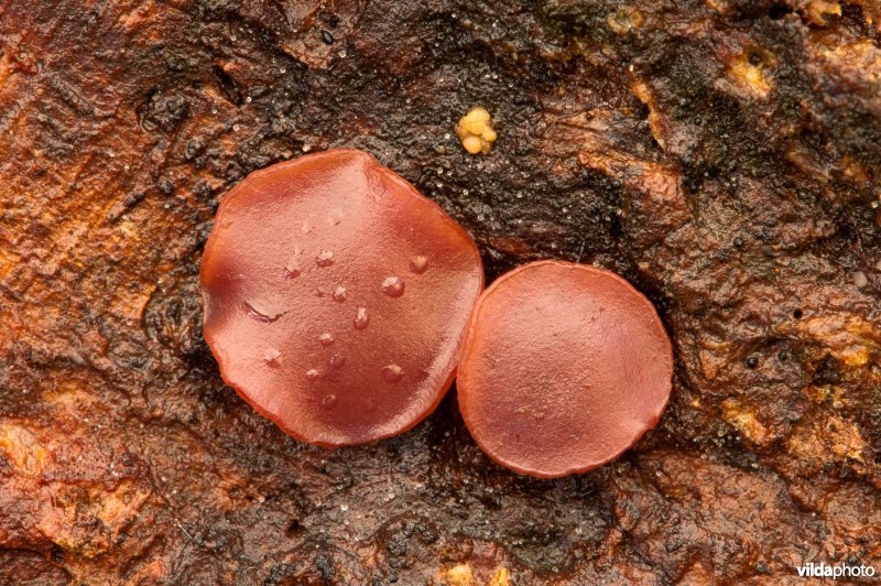 Paddestoelen op een dode omgevallen beukenstam