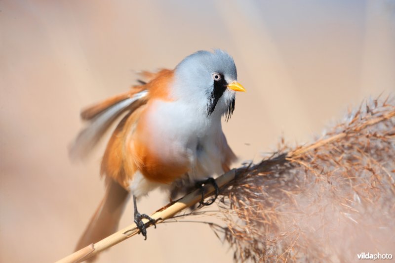 Baardmannetje in het riet