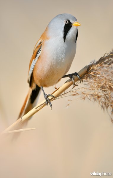 Baardmannetje in het riet