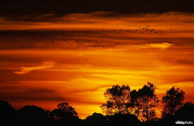 Kraanvogels en avondlucht