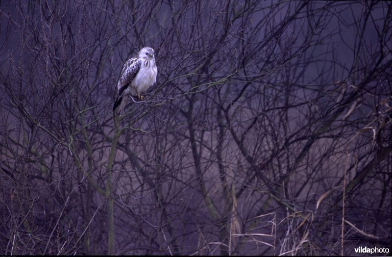 Buizerd en donderwolken