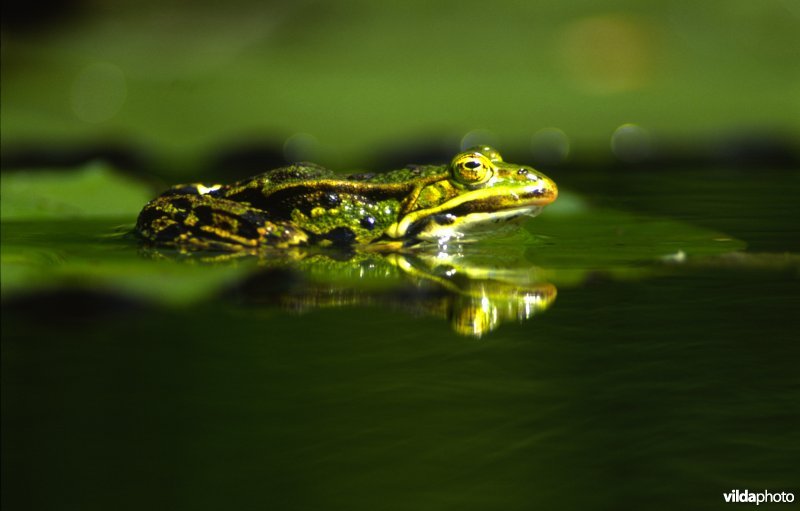 Groene kikker op lelieblad