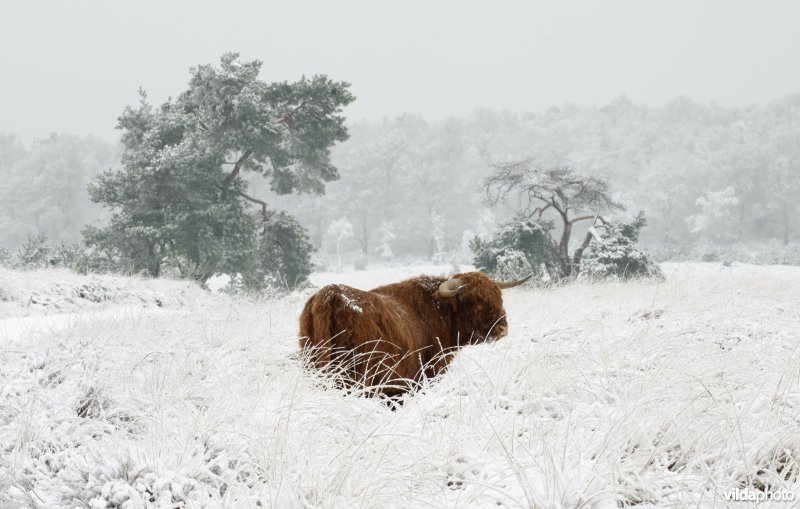 Schotse hooglander stier in besneeuwd landschap