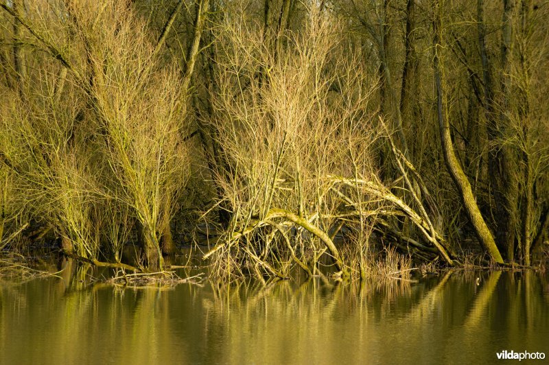 Wilgenbos in de Millingerwaard