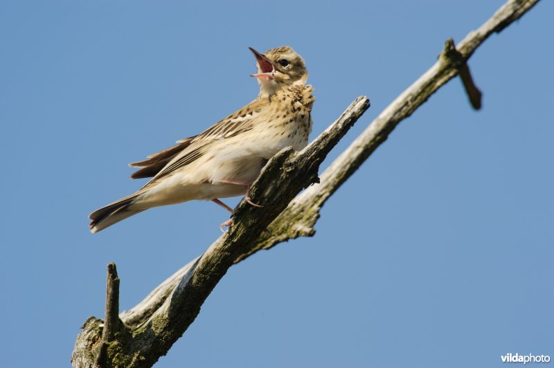 Boompieper zingt in een dode boom tegen een blauwe lucht