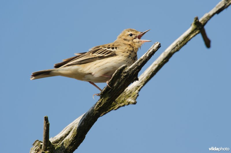 Boompieper zingt in een dode boom tegen een blauwe lucht