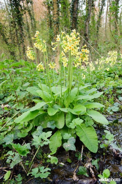 Slanke sleutelbloem