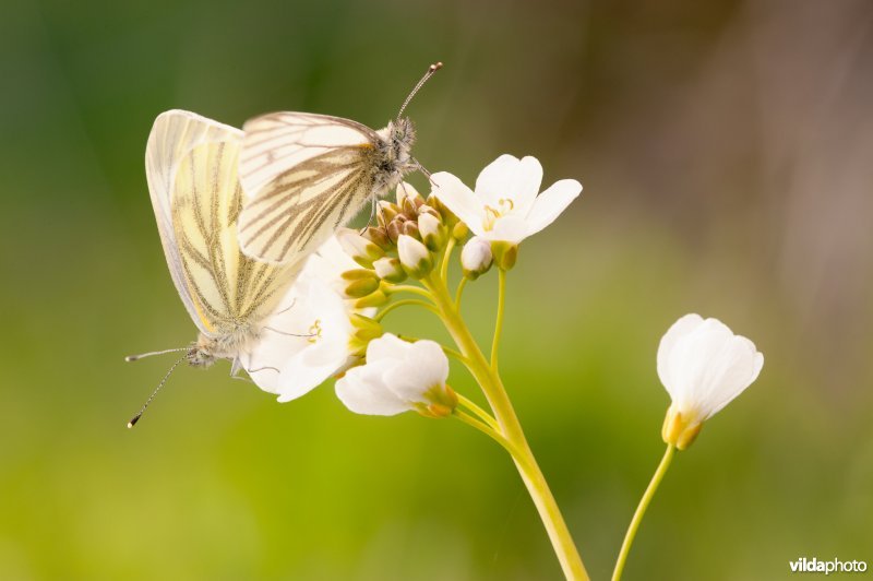 Parende klein geaderd witjes op een pinksterbloem