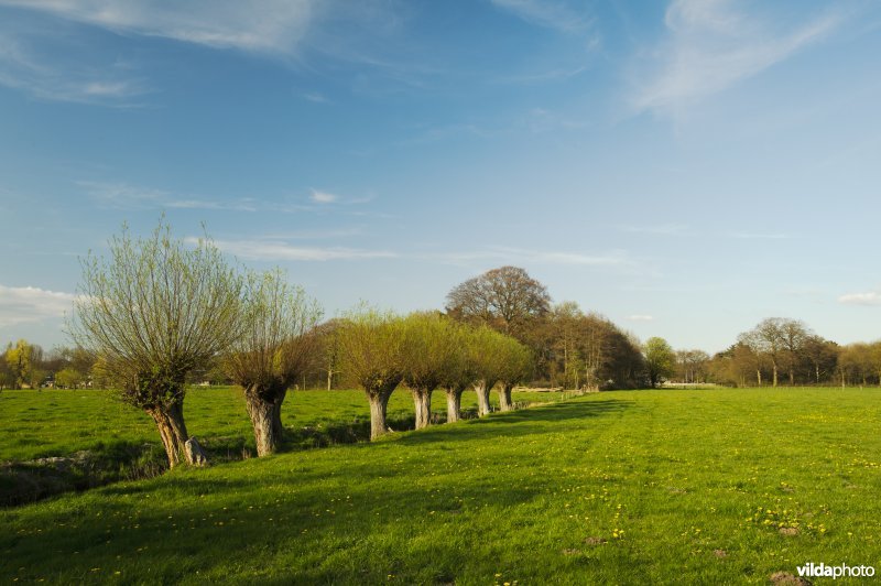 Weide met knotwilgen