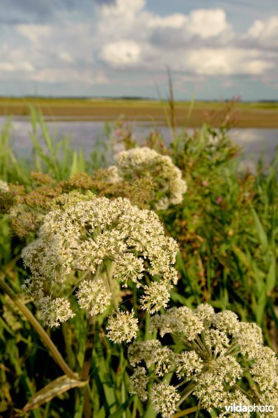 Bloeiende Engelwortel