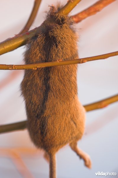 Opgespietste Brandmuis