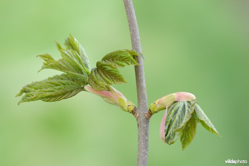 Uitlopende paardekastanje