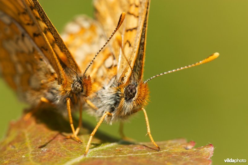 Moerasparelmoervlinder