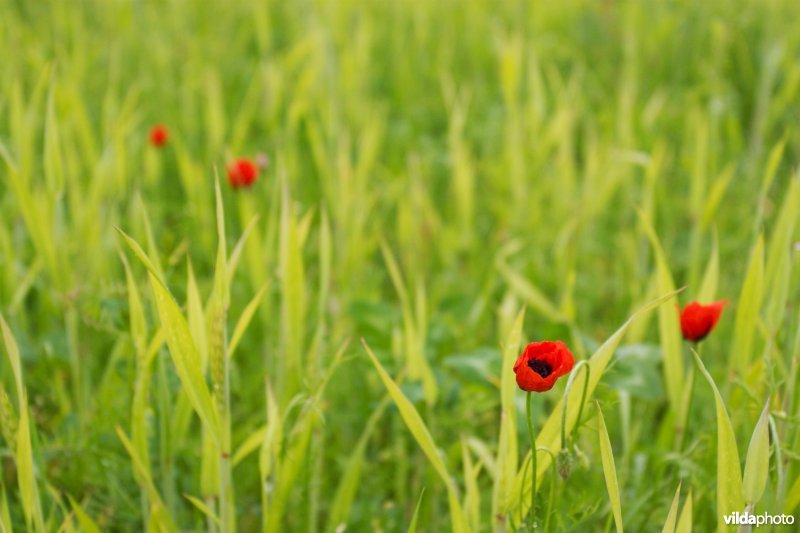 Klaprozen in het veld