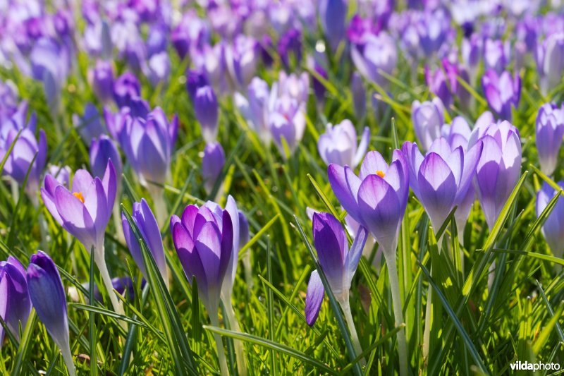 Krokussen in de Kruidtuin van Leuven