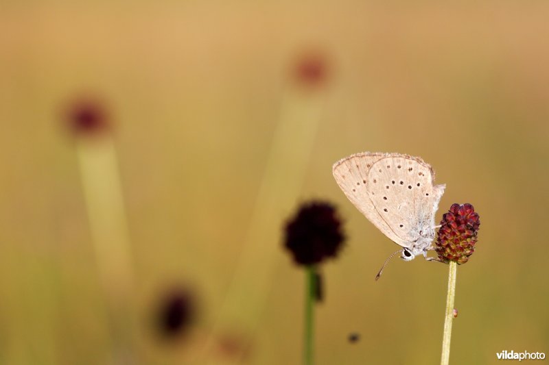 Ochtendlijk Pimpernelblauwtje