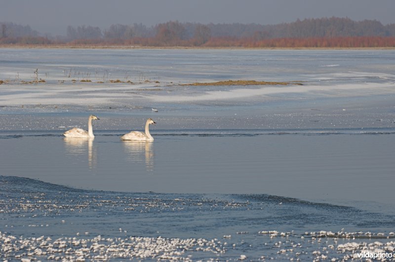 Wilde zwanen op de Warta