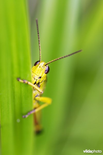 Moerassprinkhaan speelt verstoppertje