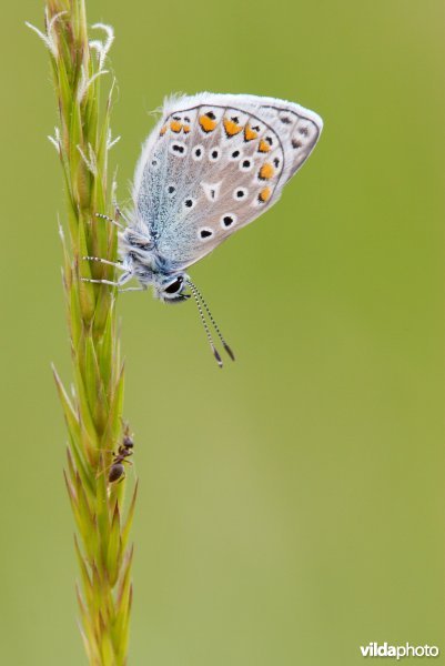 Icarusblauwtje met geïnteresseerde mier
