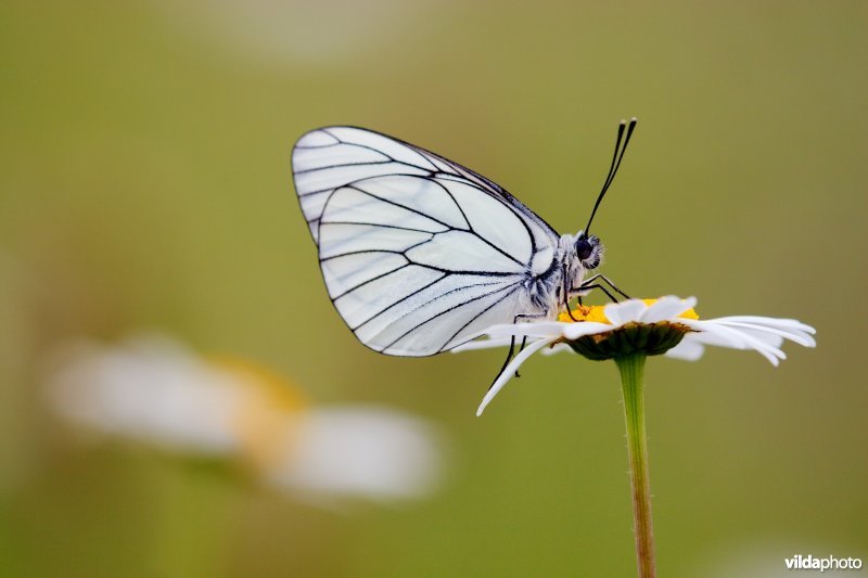 Groot geaderd witje op Margriet