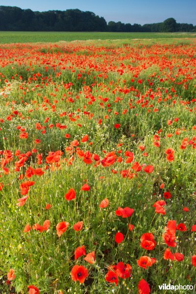 Klaprozen in het veld