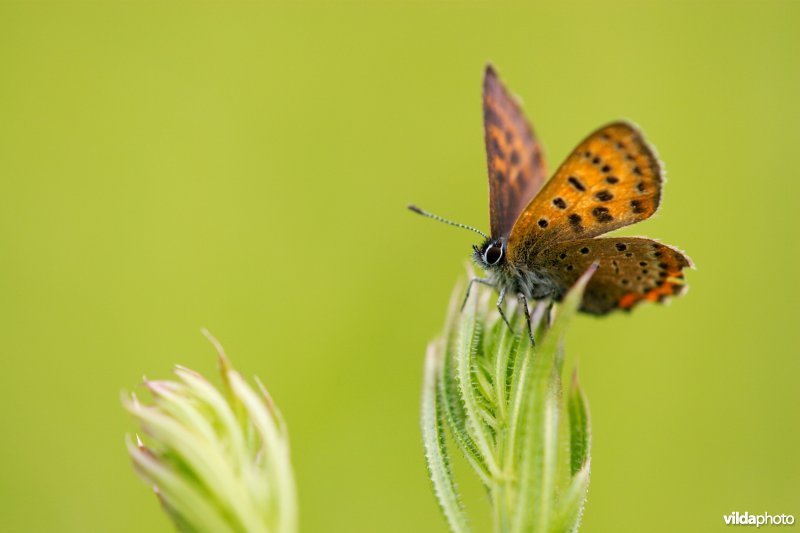 Blauw vuurvlindertje