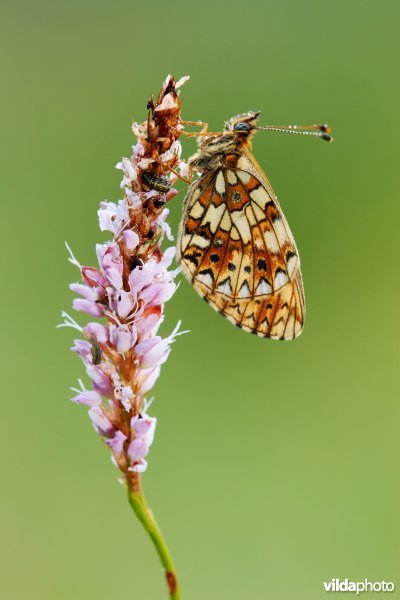 Zilveren maan op Adderwortel