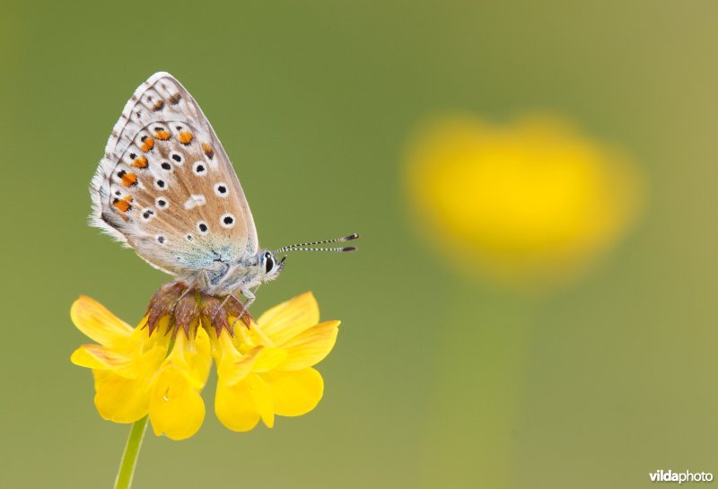 Een mannetje van het Adonisblauwtje op klaver