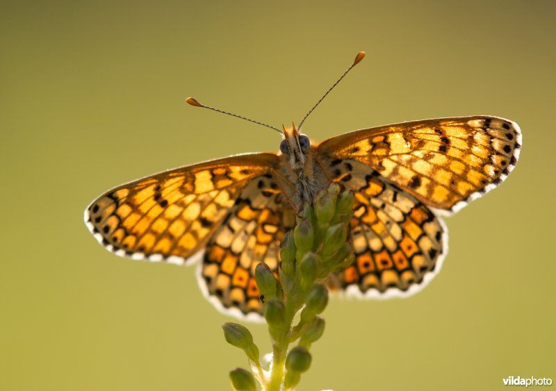 Veldparelmoervlinder