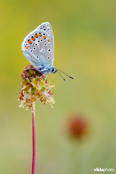 Icarusblauwtje op Kleine pimpernel