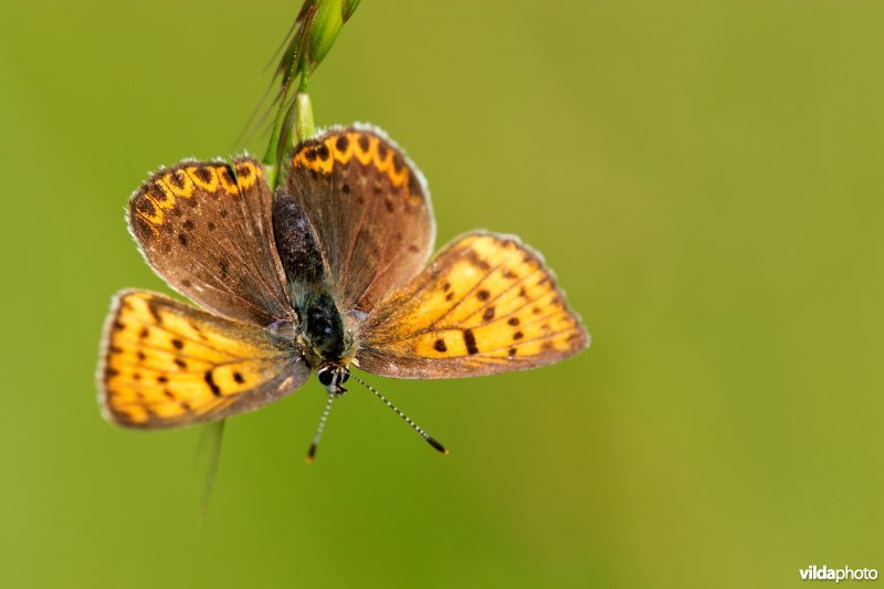 Bruine vuurvlinder