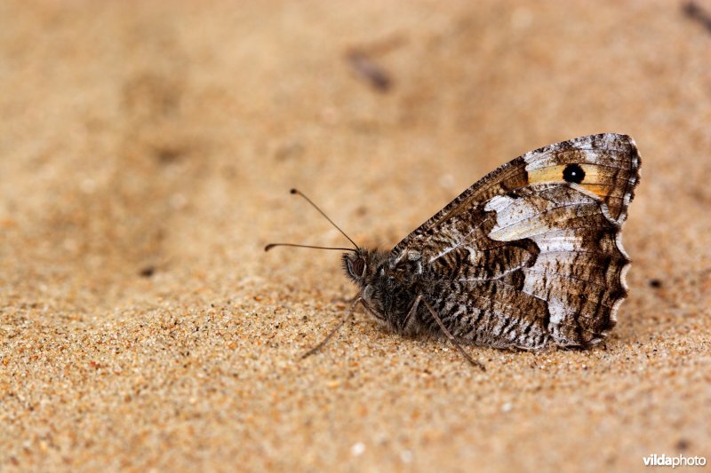 Heivlinder in de duinen
