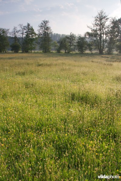 Hooiland met allerlei grassen en bomenrij