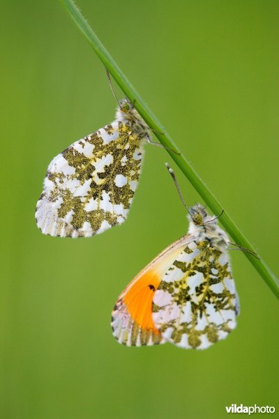 Koppeltje Oranjetipjes