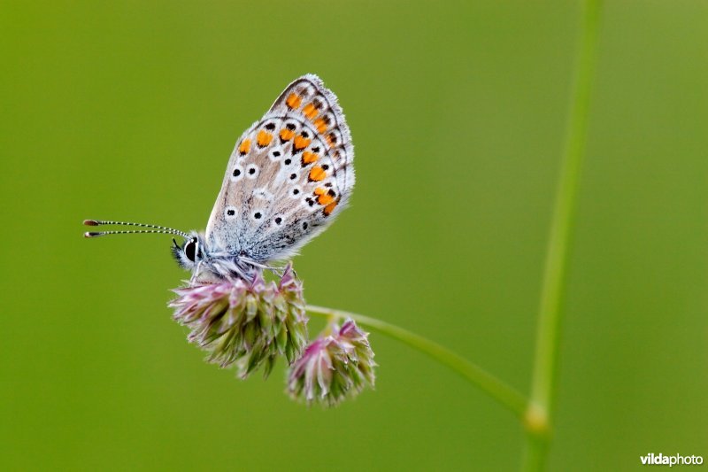 Ochtendlijk Bruin blauwtje