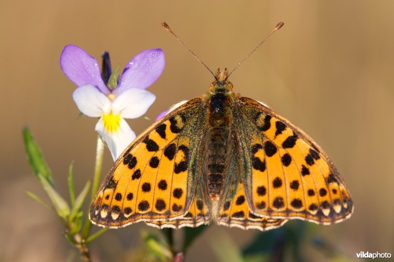 Kleine parelmoervlinder op Duinviooltje