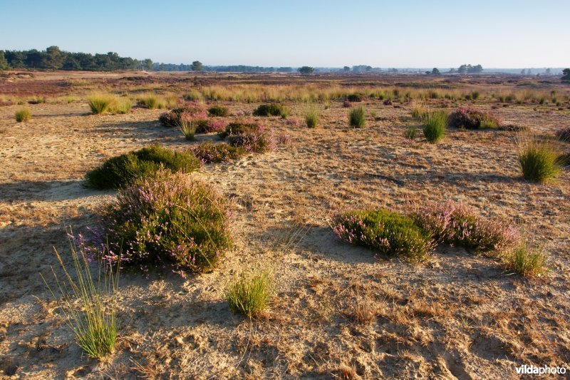 Struikhei en Pijpestrootje op de heide