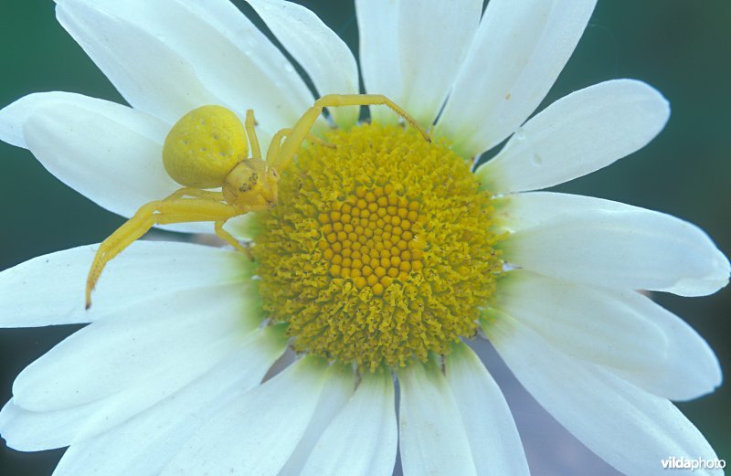 Kameleonspin op margriet