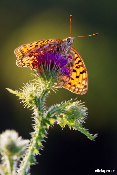 Grote parelmoervlinder op een distel