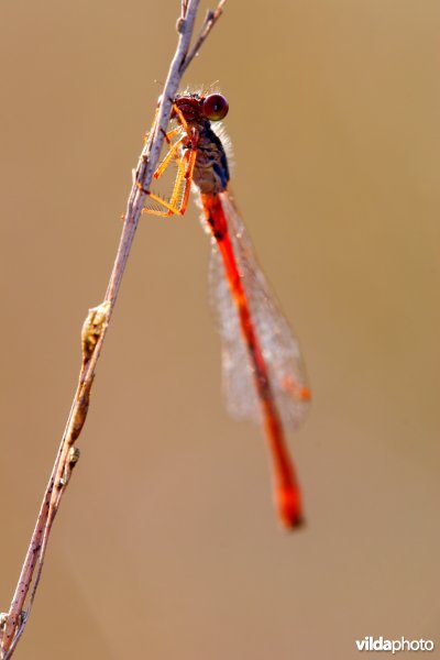 Rood juffertje